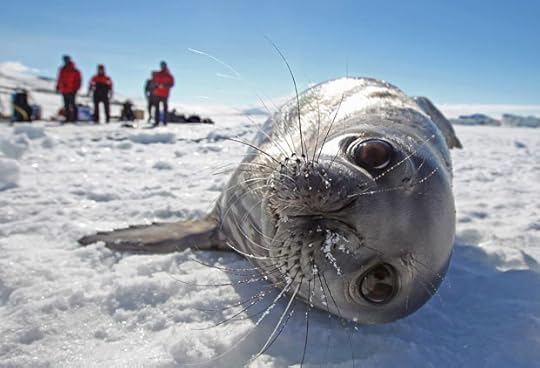 Weddell Seal 1