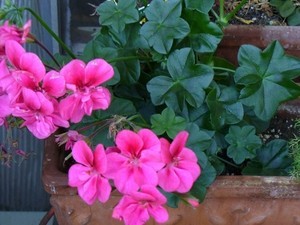 ivy_geranium_flickr_lilakb
