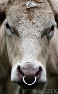 bull-with-nose-ring