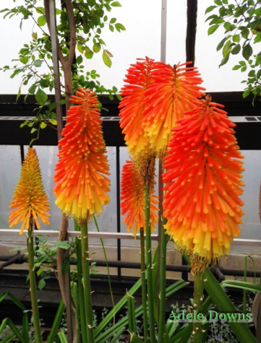 LGOrangeFlowerssigned