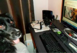 dogputer
