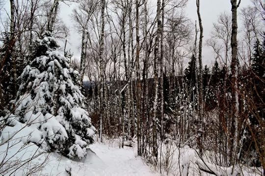 birchTrail