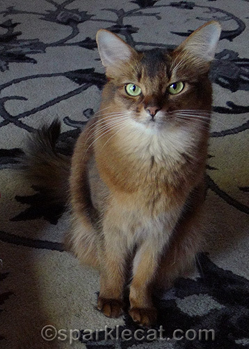 Somali cat, stern cat