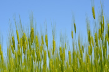 Einkorn