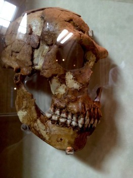 A skull from around 100,000 years before present. Note the full mouth of intact teeth in this adult.