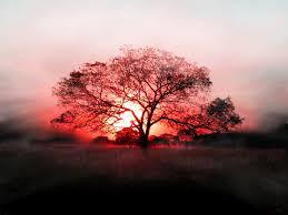 images (4)