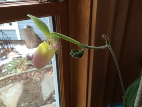 SecondBloom