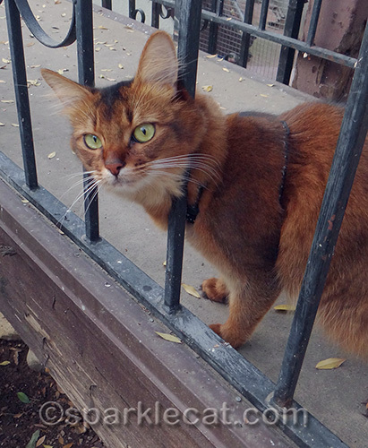 somali cat, cat on leash, cat outdoors