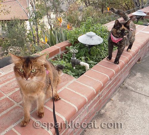 Somali cat, tortoiseshell cat, cats on leashes