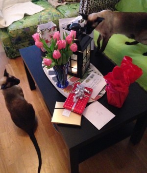 Katterna inspekterar ALLT