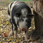 An Ossabaw Pig. Photo credit: livestockconservancy.org