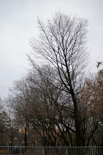 Tree Project - image 102