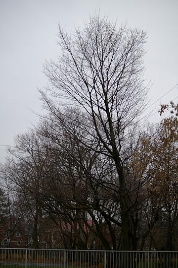Tree Project - image 101