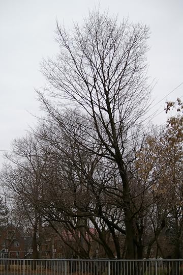 Tree Project - image 100
