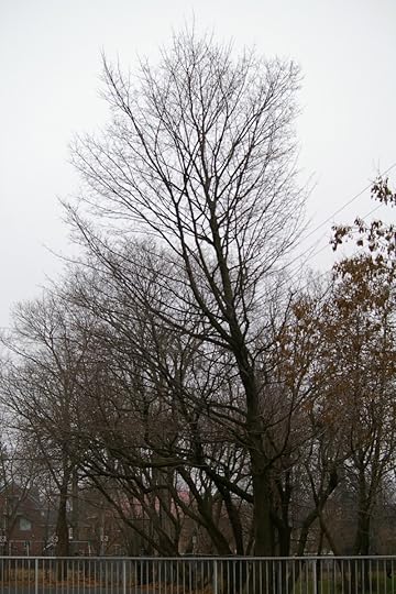 Tree Project - image 98