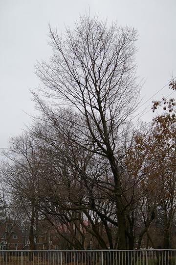 Tree Project - image 97