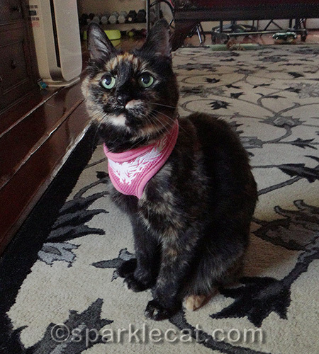 Tortoiseshell cat, cat in harness