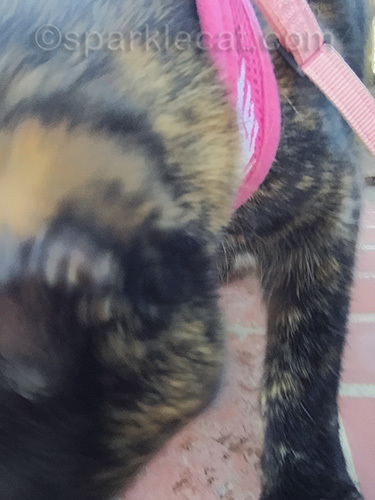 botched tortoiseshell cat selfie