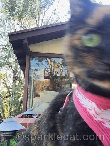 tortoiseshell cat, cat selfie, outdoors cat