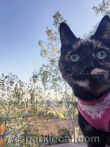 tortoiseshell cat, cat selfie, outdoor selfie