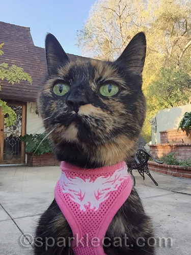 tortoiseshell cat, cat selfie, cat in harness