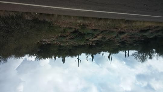 Cactus galore along Highway 17 North to Sedona