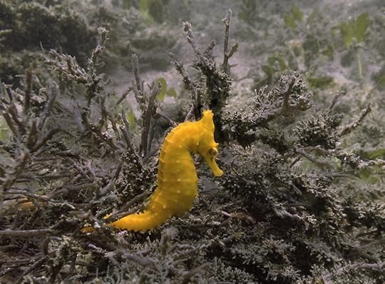 White's Sea Horse Nelson Bay 2015 PGS