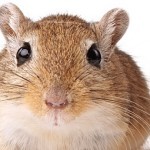 Gerbil-Shutterstock