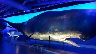 Whales-of-iceland