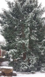 Snowy Tree
