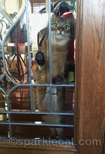 Somali cat, anxious cat