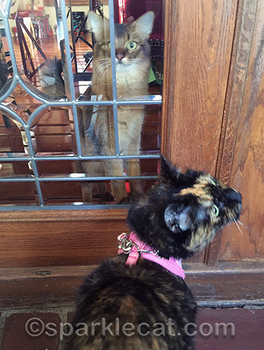 Somali cat, tortoiseshell cat, cat on leash