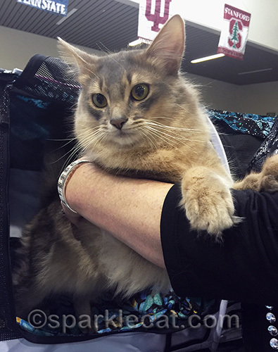 blue somali cat, male somali cat, cat show