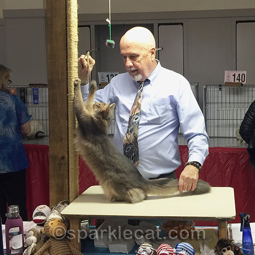 Blue Somali cat, cat show