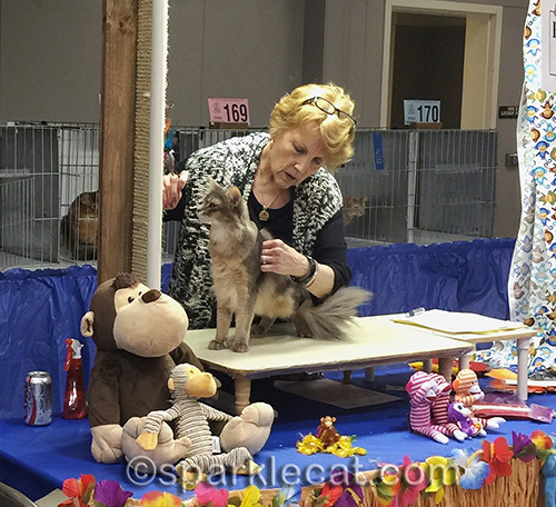 blue somali cat, cat show, grand premier somali