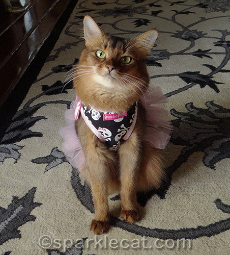 Ruddy Somali cat in a tutu dress