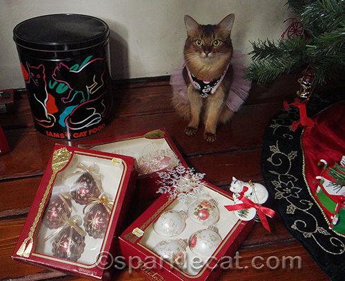 somali cat, cat in dress, cat with Christmas tree, Christmas ornaments