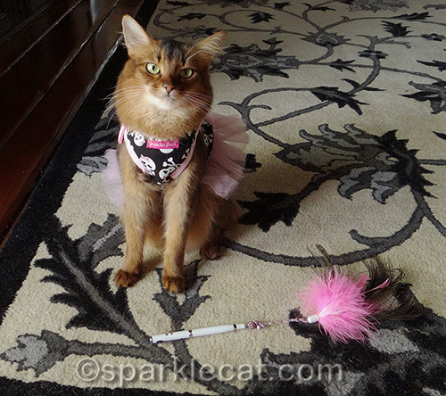 cat toy, Ceylons wanderland cat toy, Somali cat