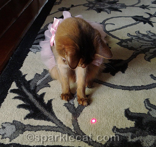 somali cat in a dress, red dot