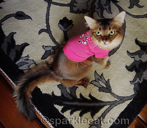 somali cat in a pink rhinestone t-shirt
