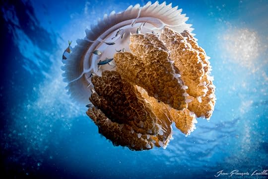 Photograph Thysanostoma thysanura II by Jean François Lacilla on 500px