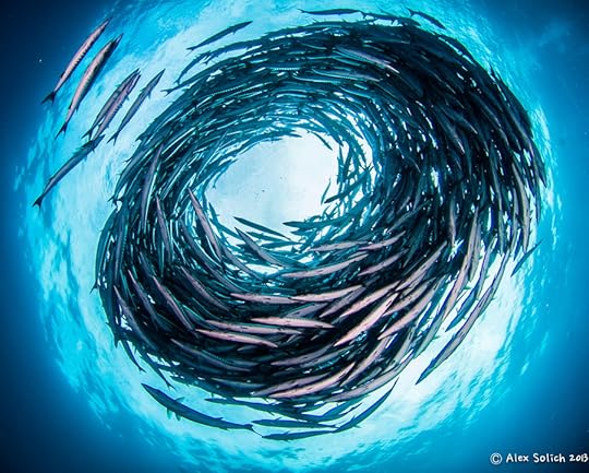 Photograph Swarm Theory by Alex Solich on 500px