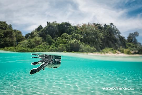 Photograph The long journey by Marcello Di Francesco on 500px