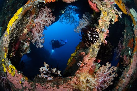 Photograph Diver and Coral Window by Mike Veitch on 500px