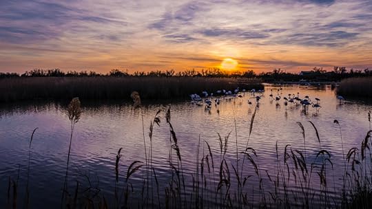 Flamingos at sunset by Emmanuel Alpe on 500px.com