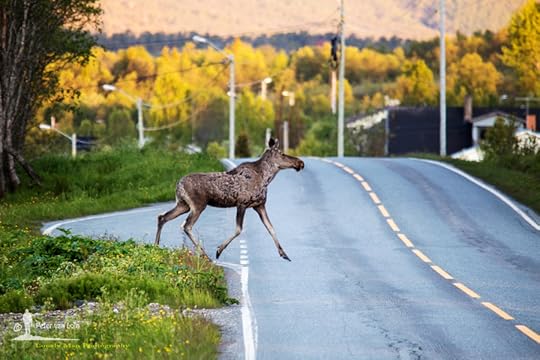 Midnight Crossing by Peter van Lom on 500px.com