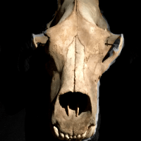 polar bear skull