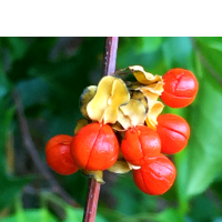 berries
