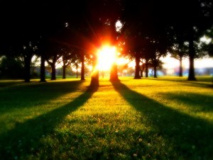 Sun Through Trees
