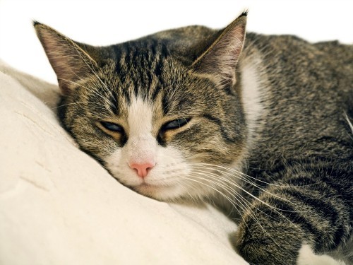 L-Lysine-supplementation-cats